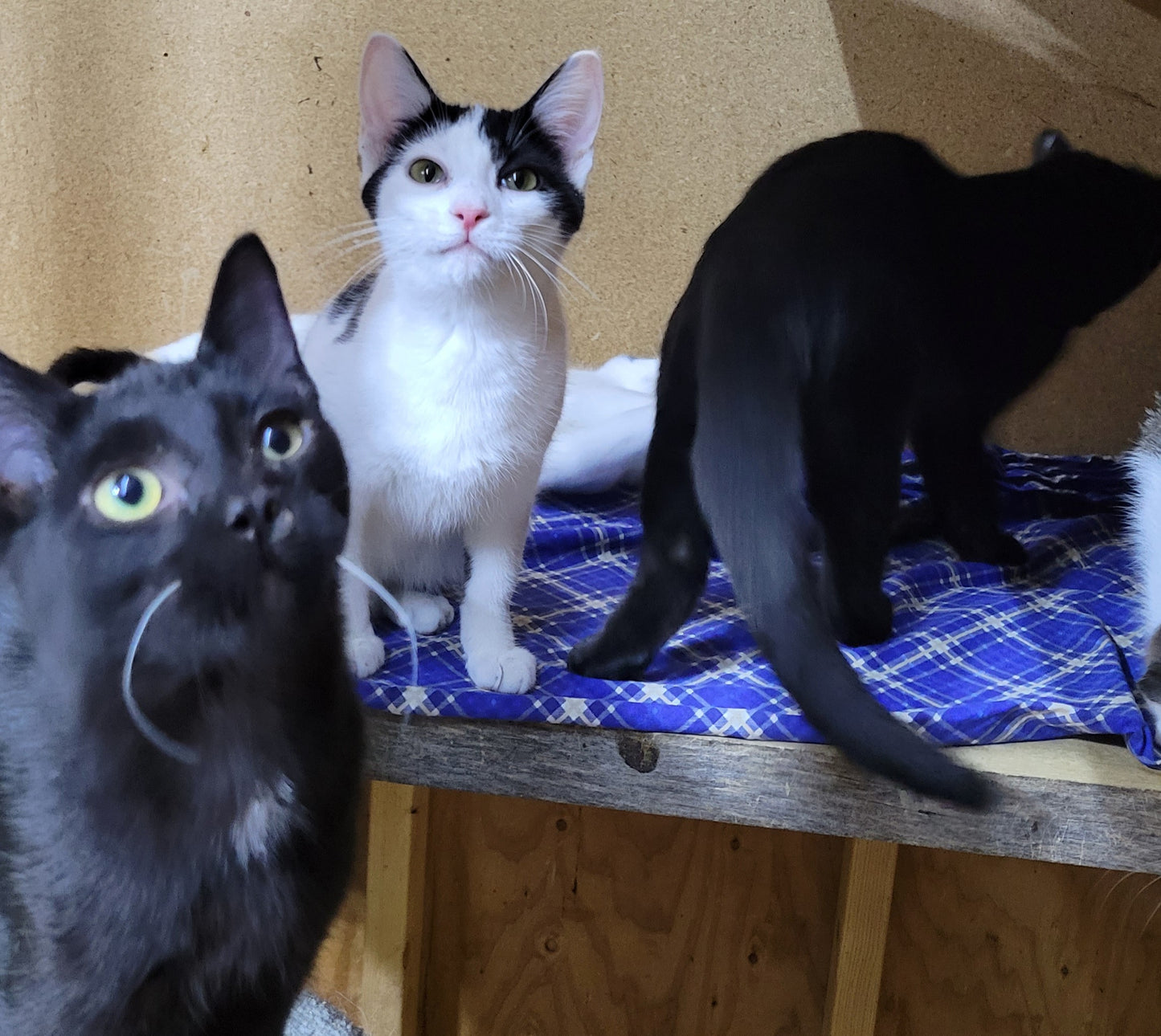 Diamond - missing foot